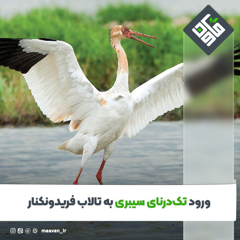 ورود تک درنای سیبری به تالاب فریدونکنار