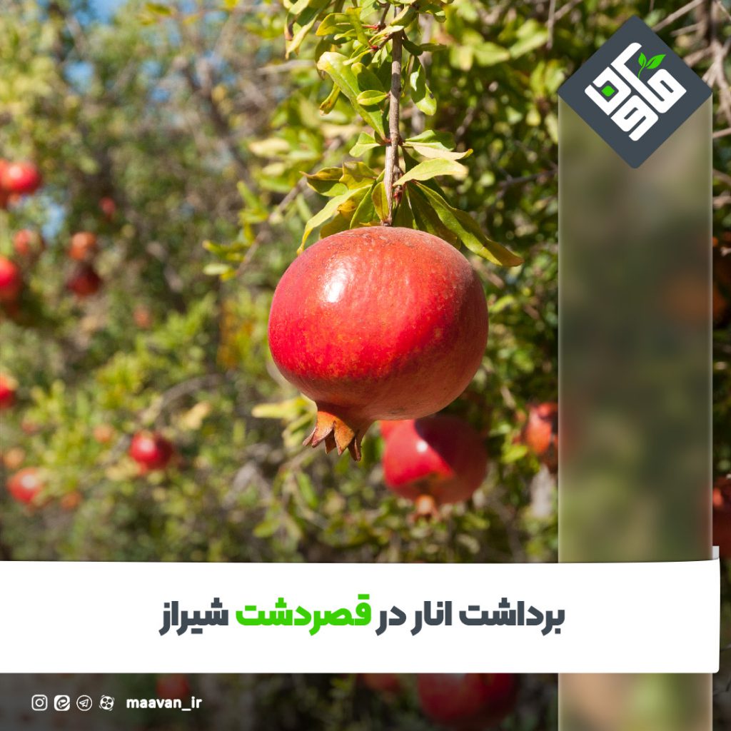 انار شیرازی
