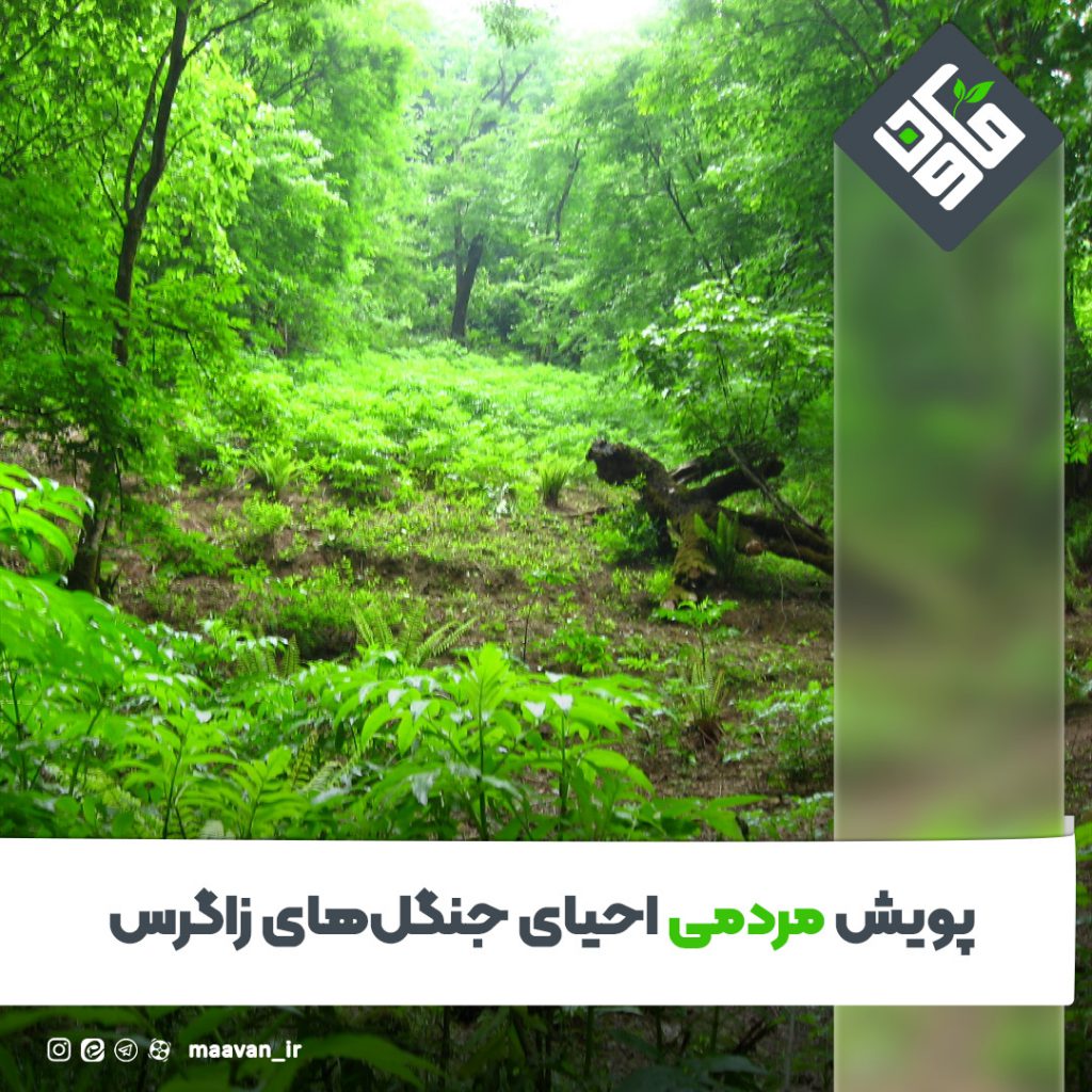 پویش مردمی احیای جنگل‌های زاگرس