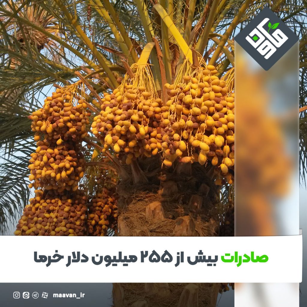 صادرات بیش از 255 میلیون دلار خرما