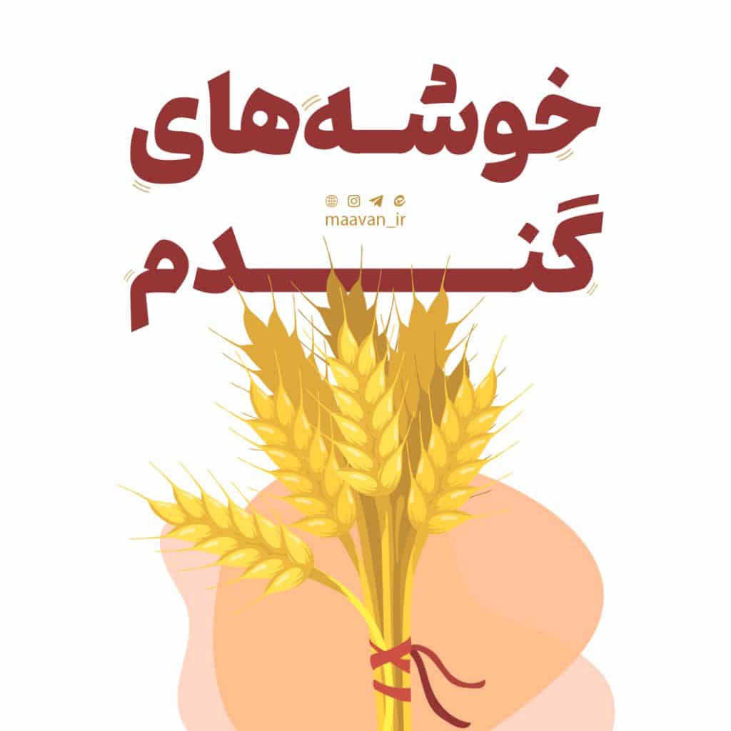 خوشه های گندم