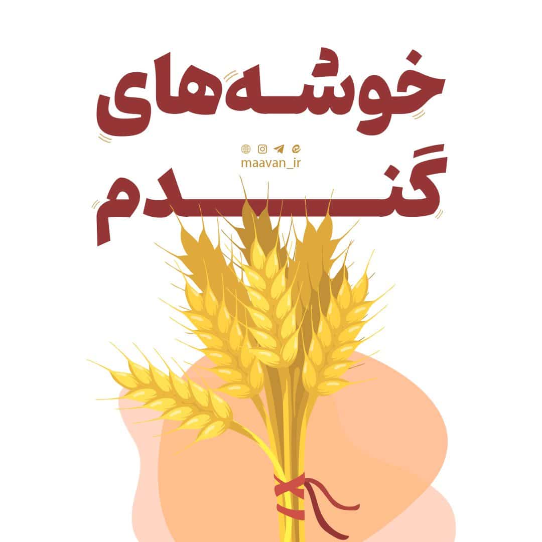 خوشه های گندم