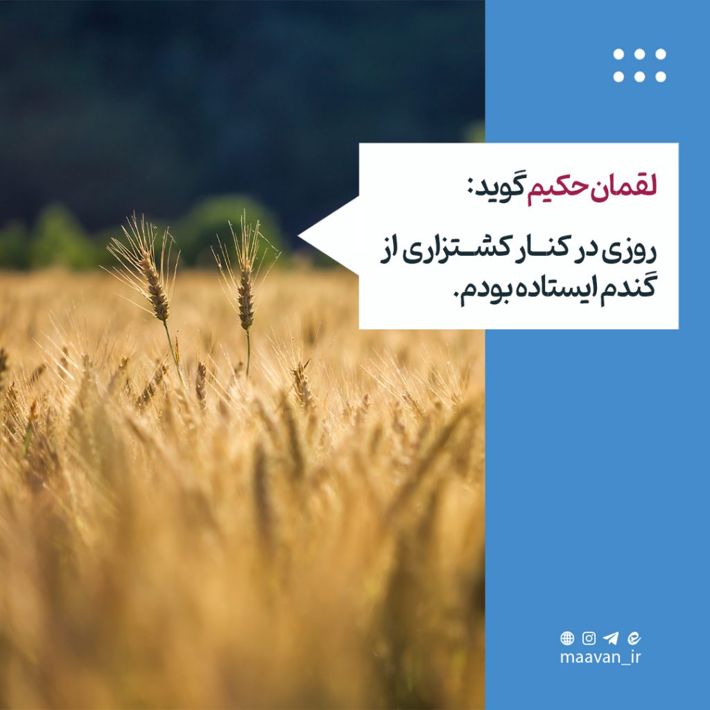خوشه های گندم
