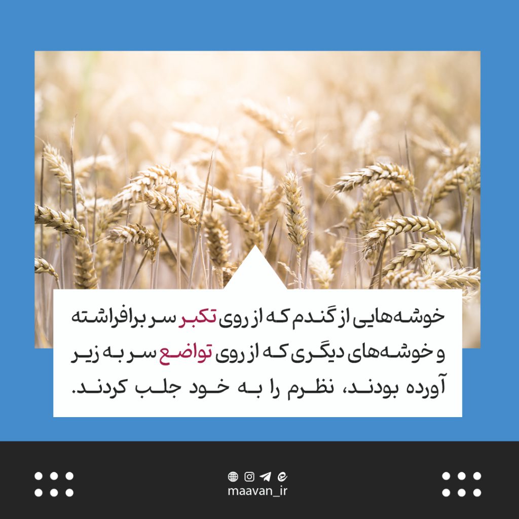 خوشه های گندم
