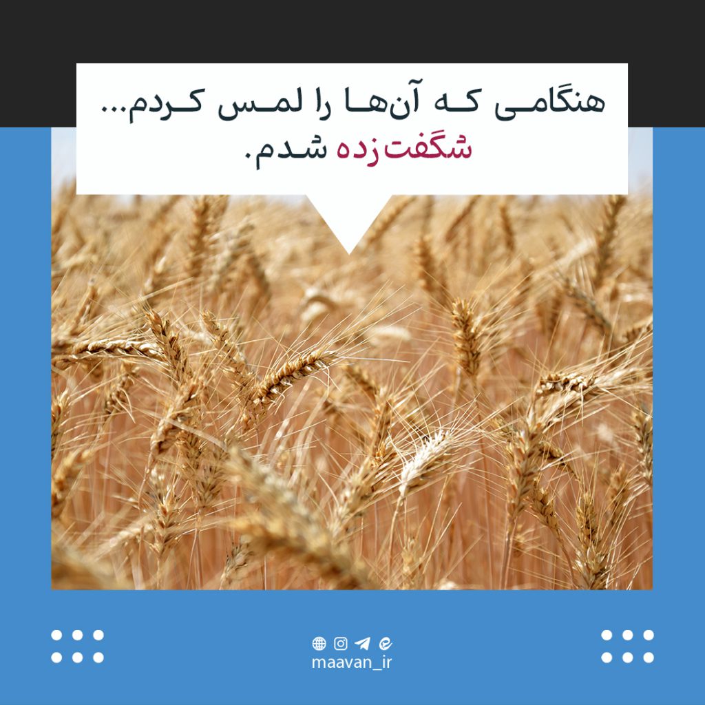 خوشه های گندم