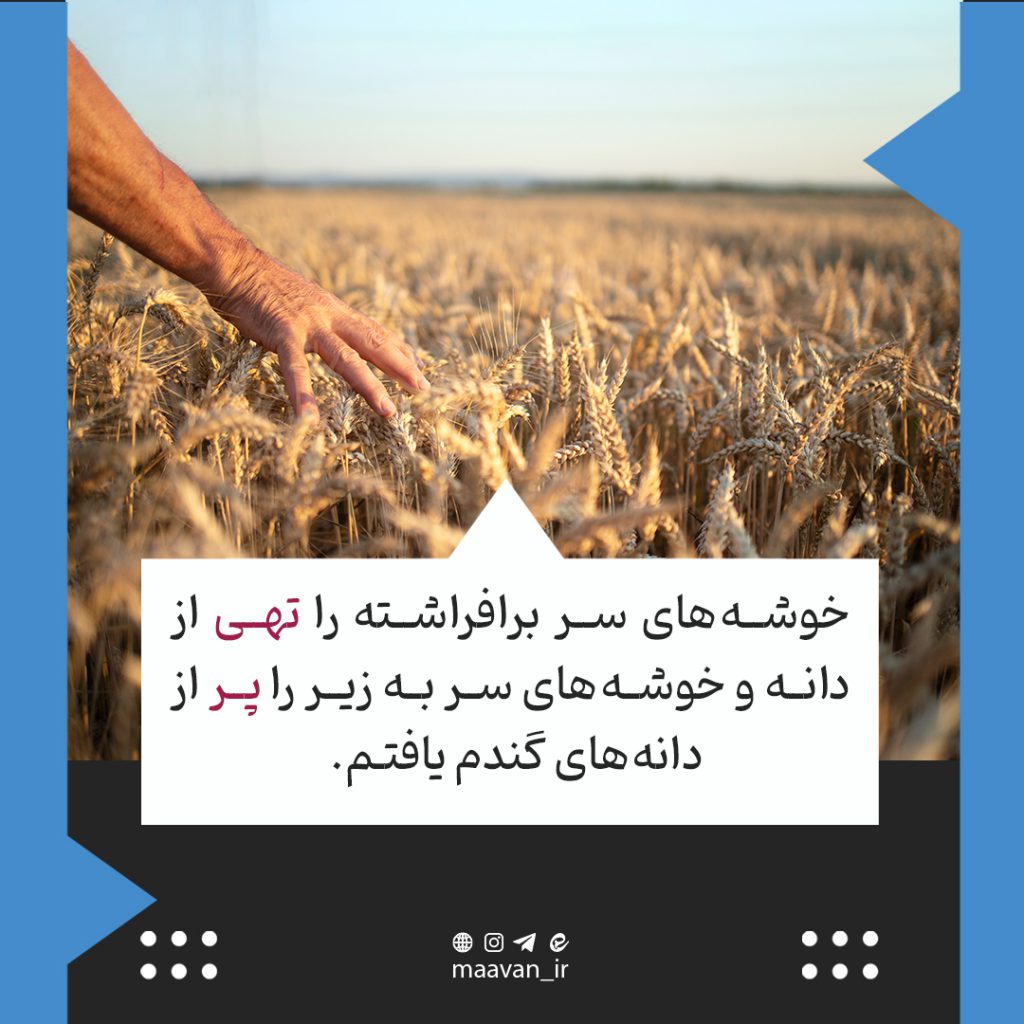 خوشه های گندم