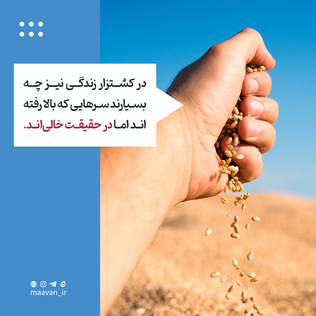 خوشه های گندم